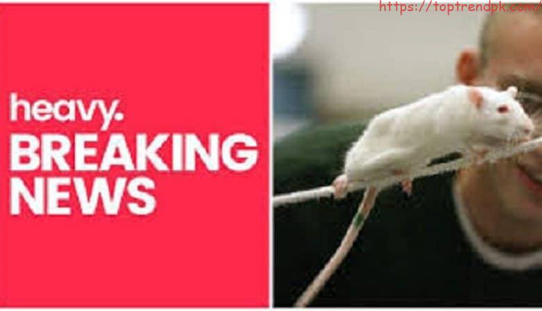 What is the hantavirus?
