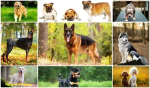 Unleashing the Top 5 Dog Breeds in Pakistan 2023