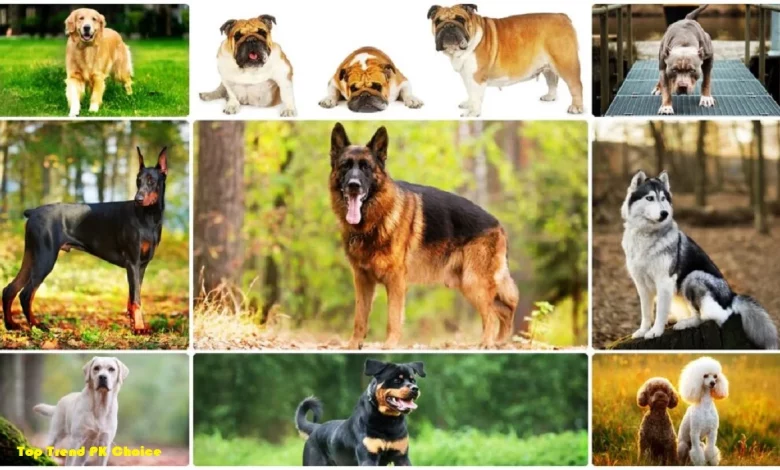 Top 5 Dog Breeds in Pakistan