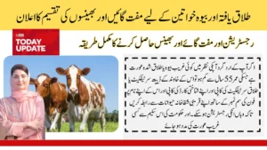 Free Livestock Cows And Buffaloes To Widows and Divorced Women