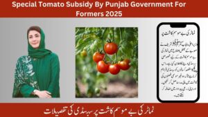 Special Tomato Subsidy By Punjab Government For Formers 2025